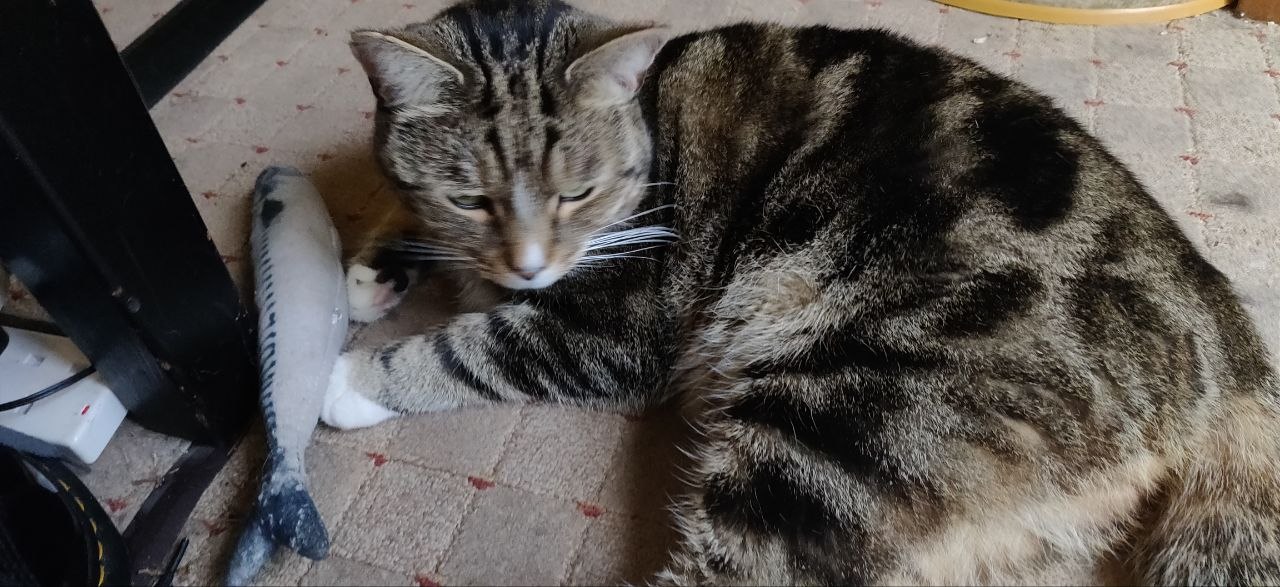Colin with the mackerel toy