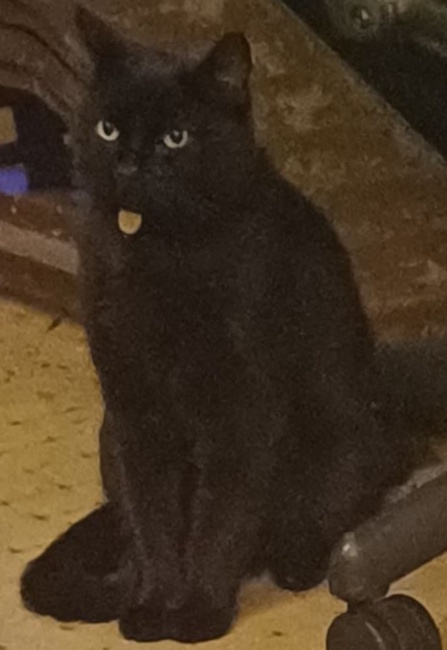 Toaster with a shy expression